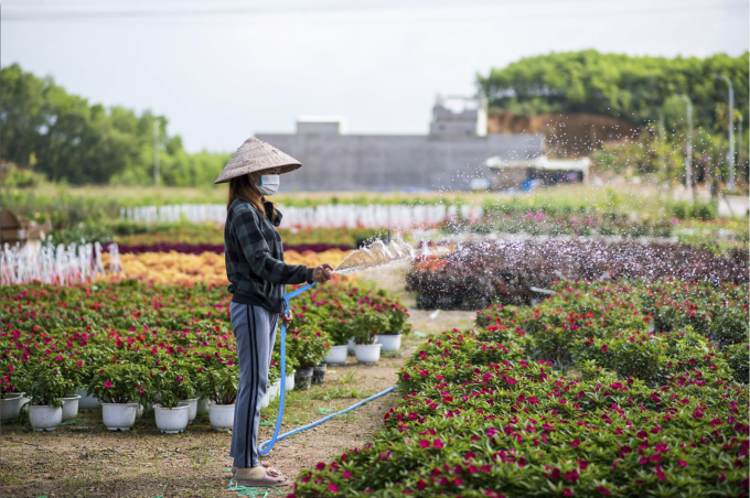 Tại các nhà vườn làng hoa Dương Sơn (Hòa Châu, Hòa Vang, Đà Nẵng) hoa đã đưa sẵn vào chậu