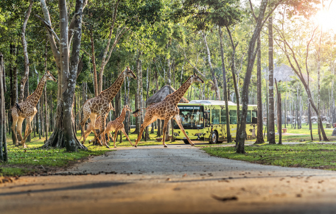 Tham quan khu bảo tồn thiên nhiên và động vật hoang dã Vinpearl Safari luôn là một trải nghiệm khó quên với bất cứ ai.