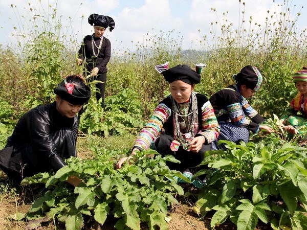 Chi hỗ trợ phát triển vùng trồng dược liệu quý vùng đồng bào dân tộc thiểu số.