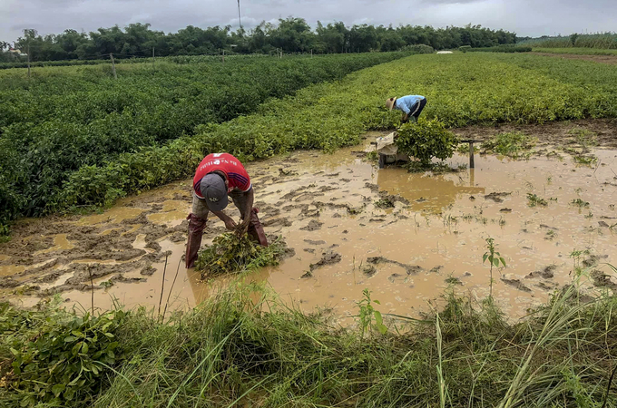 Nước rút, bà con nông dân tranh thủ thu hoạch đậu (Ảnh: Thế Sơn)