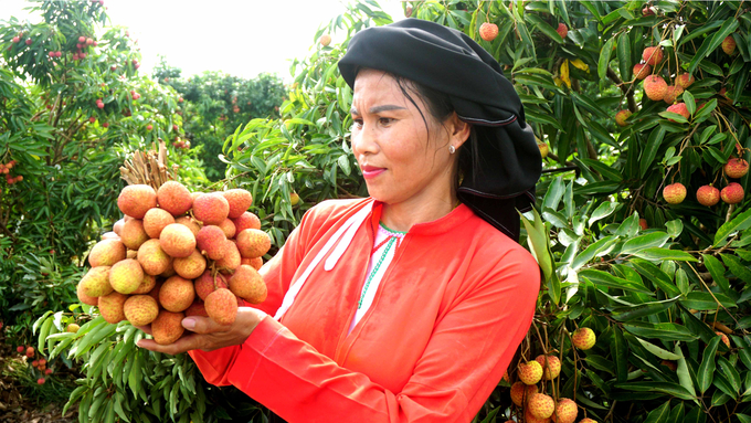 Đại diện UBND huyện Lục Ngạn cho biết: Từ khi xây dựng thương hiệu vải thiều Lục Ngạn người dân đã có cuộc sống tốt hơn.