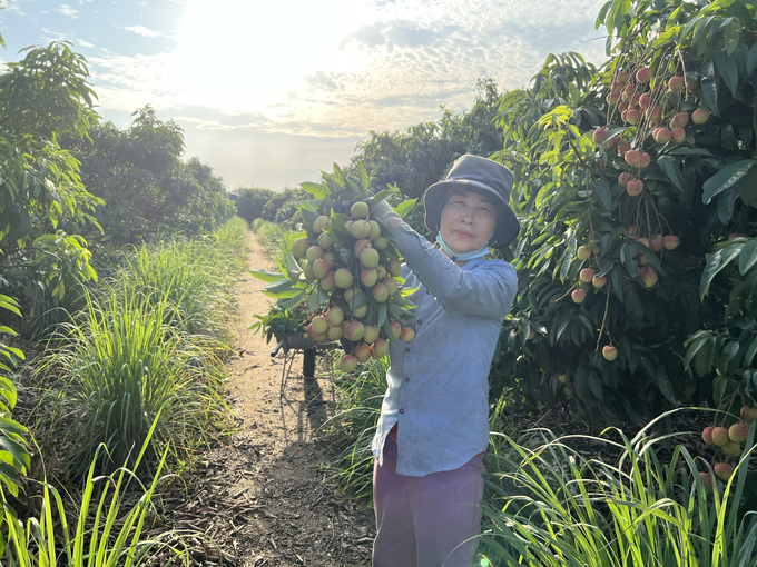 Người dân xã Thanh Sơn đã dạy từ rất sớm thu hoạch vải để kịp giờ vận chuyển của thương lái.