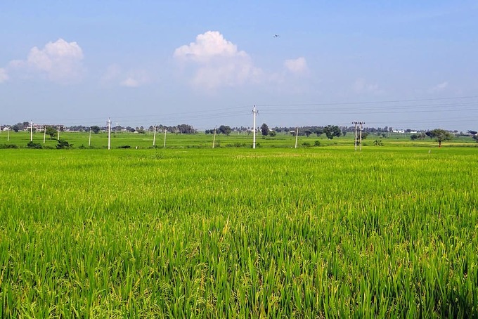 Hạn chế chuyển đổi đất chuyên trồng lúa nước sang đất phi nông nghiệp. Ảnh minh hoạ.