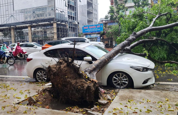 Cây xanh bị đổ, bật gốc nằm đè lên một ô tô khiến đầu xe bị bẹp. Rất may thời điểm xảy ra vụ việc, trên xe ô tô không có người.