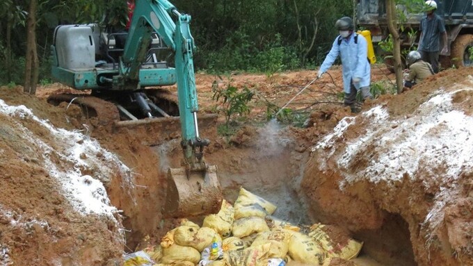 Lực lượng chức năng Quảng Ngãi đang tiến hành tiêu hủy số động vật nhiễm bệnh