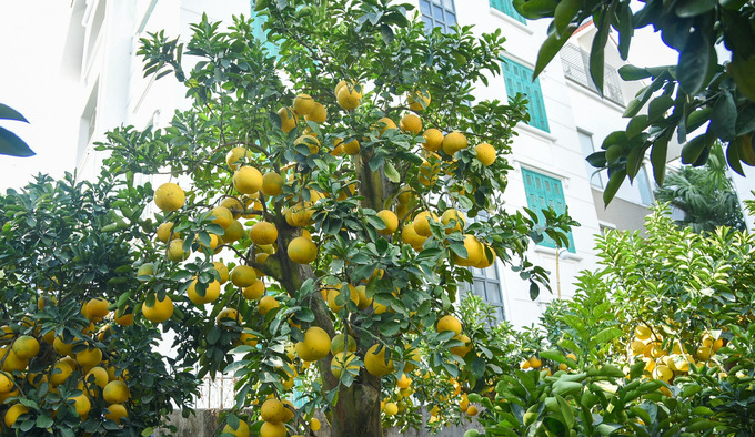 Gần một tháng nay, trên đường Lạc Long Quân (Tây Hồ), có hàng trăm cây bưởi với nhiều kích cỡ được các nhà vườn rao bán nhằm phục vụ khách hàng chơi Tết sớm.