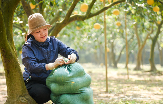 Bưởi Diễn được coi là một trong những đặc sản của Thủ đô Hà Nội. Đây cũng là một trong những mặt hàng được “săn đón” nhiều nhất mỗi dịp Tết Nguyên đán.