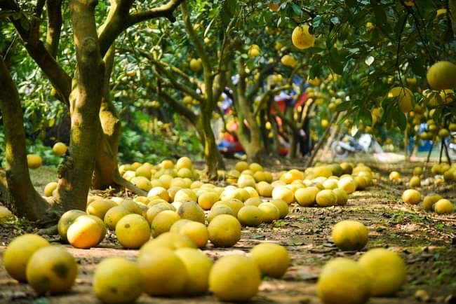 Chủ vườn cho biết, bưởi Diễn thường trái nhỏ, khi chín có màu vàng đỏ, gốc bưởi càng lâu năm thì tép bưởi càng ngọt. Nếu gốc càng ít tuổi thì trái bưởi ăn sẽ nhạt, không được ngọt đậm.