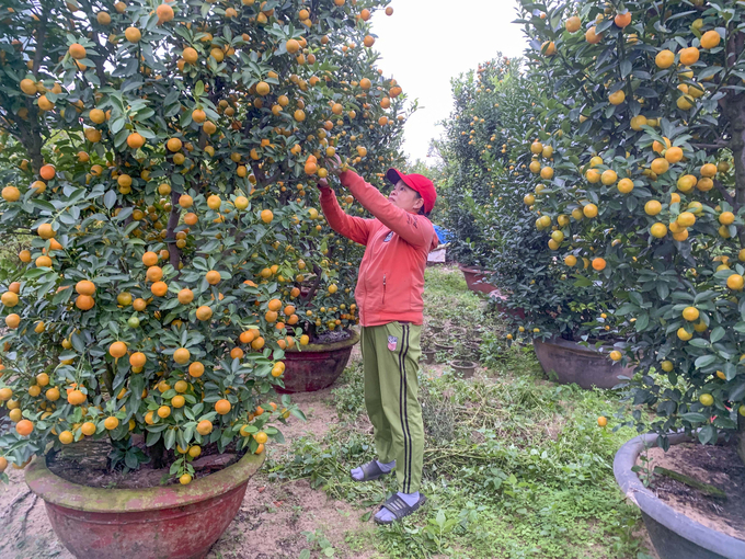 Đang kiểm tra những quả quất trong vườn, bà Nguyễn Thị Tiến (46 tuổi, tổ 19 thôn Bàu Ốc, xã Cẩm Hà, TP. Hội An) phấn khởi khoe, năm nay bà trồng 600 cây quất và thương lái đã đặt cọc mua hết hồi tháng 10.