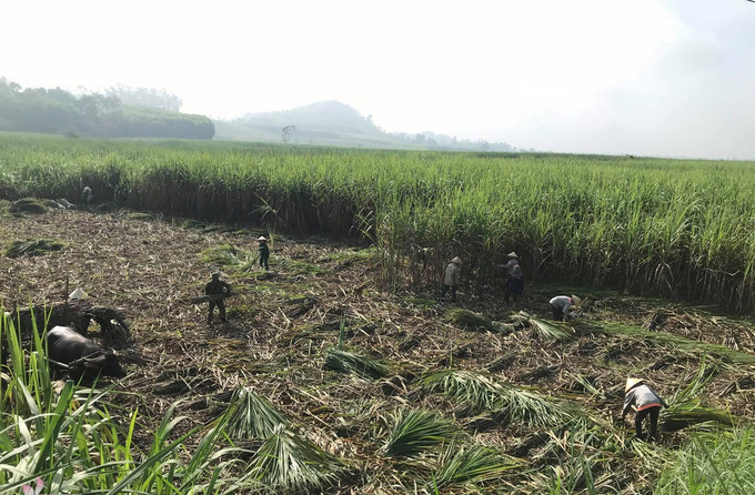 Đề án Thí điểm hỗ trợ phát triển vùng nguyên liệu mía đường tỉnh Nghệ An. Ảnh minh họa.