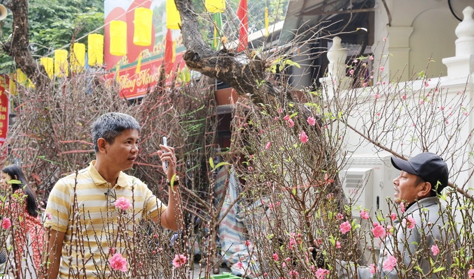 Có lẽ vì nằm giữa khu phố cổ nên đào rừng bán ở đây rất hiếm, chủ yếu là đào cành, đào thế có hoa đỏ và nhiều cánh. Giá đào cũng tùy loại khoảng từ 200 ngàn đồng tới 5 hoặc 6 triệu đồng.