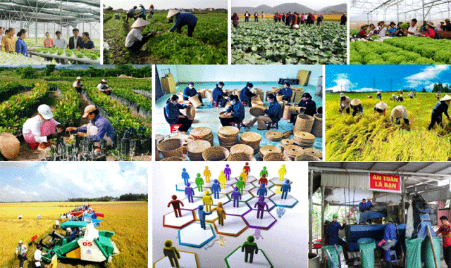 Ngành nông nghiệp tiếp tục đổi mới, nâng cao chất lượng hợp tác xã