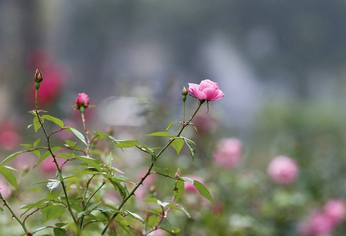 Thời điểm này, mưa ẩm kết hợp với tiết trời xuân là điều kiện thuận lợi để cây sinh trưởng tốt.