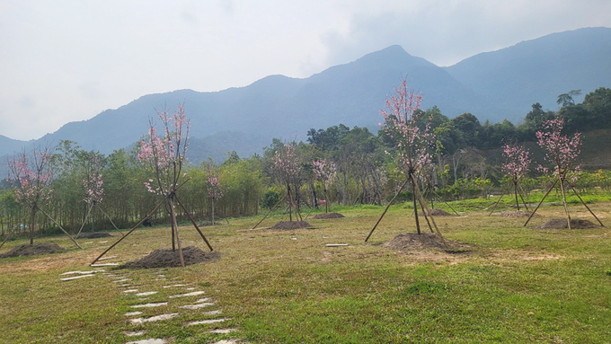 Vườn hoa Anh đào tại Khu du lịch tâm linh sinh thái Tây Yên Tử, huyện Sơn Động (Bắc Giang).