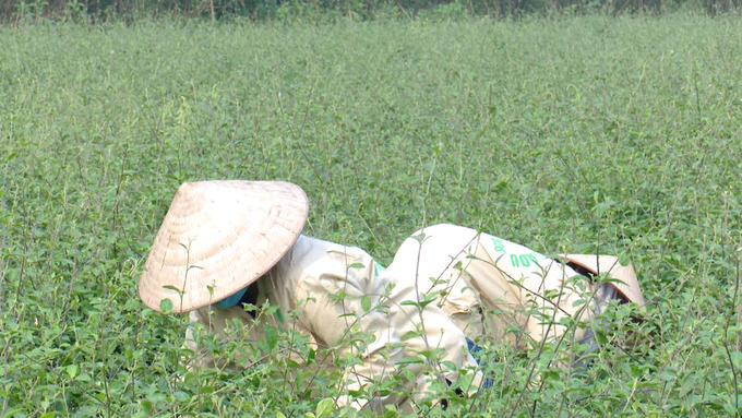 Trong chuỗi giá trị sản xuất tạo công ăn việc làm cho nhiều lao động có thu nhập ổn định.