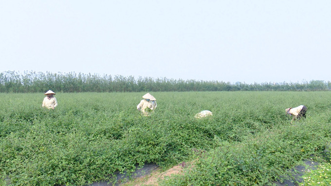 Là vùng đất bán sơn địa, huyện Chương Mỹ phát triển mô hình sản phẩm từ cây cà gai leo.