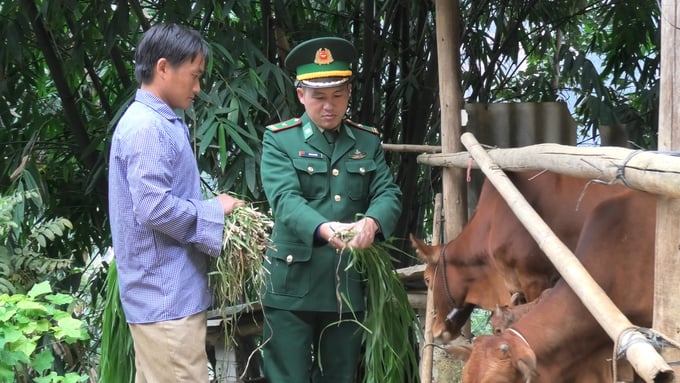 Thiếu tá Thào Phù Páo hướng dẫn người dân chăn nuôi bò.