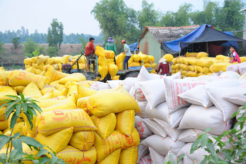 Thủ tướng chỉ thị đảm bảo an ninh lương thực, thúc đẩy sản xuất, xuất khẩu gạo bền vững (Ảnh minh hoạ).