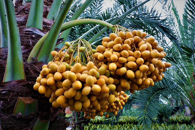 Chà là thường trổ thành buồng, mỗi buồng có đến hàng trăm trái, cuống chà là rất dai và cứng. Ảnh: Thanh Nhã/Báo Thanh Niên