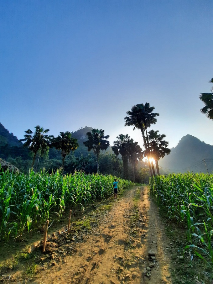 Thiên nhiên xanh ngát một màu. Ảnh:FB Xới Farmstay