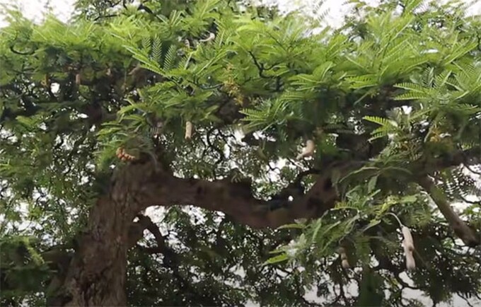 Cây me kiểng của ông Liệt.