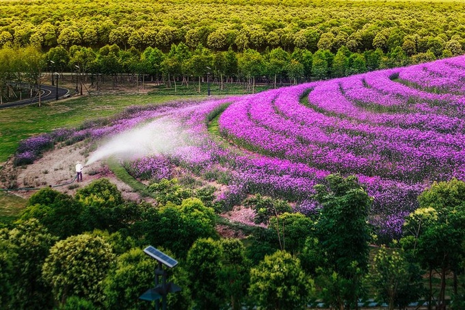Cỏ roi ngựa tím nở rộ trên khắp sườn đồi khiến bất cứ du khách nào bước chân tới đây không nghĩ là đang ở nhà máy xử lý rác thải. Ảnh: Shine