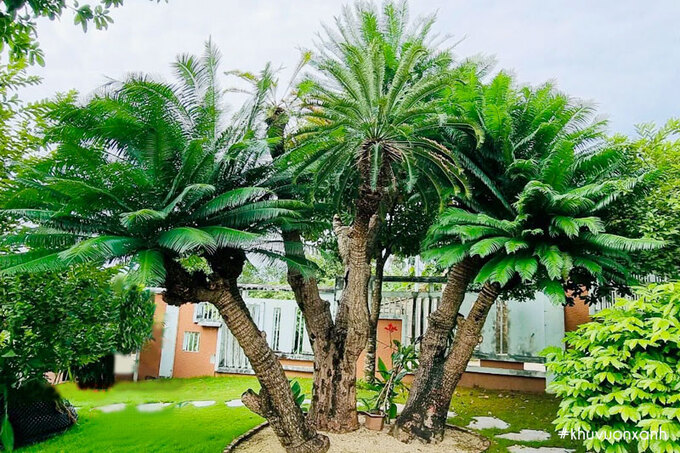 cay-thien-tue-nhat-ban-cycas-revoluta