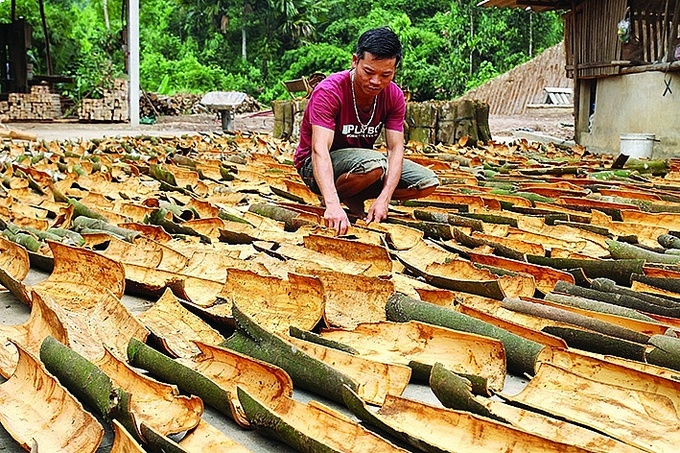 Trong những năm gần đây cây quế trở thành cây trồng chủ lực có giá trị cao, là nguyên liệu quý để sản xuất trong ngành dược liệu, mỹ phẩm, chế biến đồ mỹ nghệ... Ảnh: TTXVN