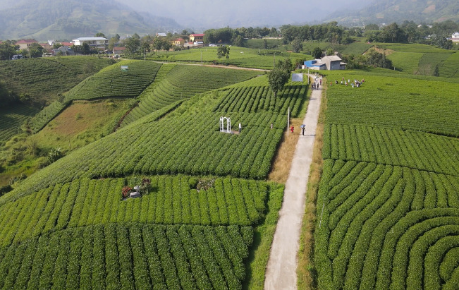 đồi chè thái nguyên