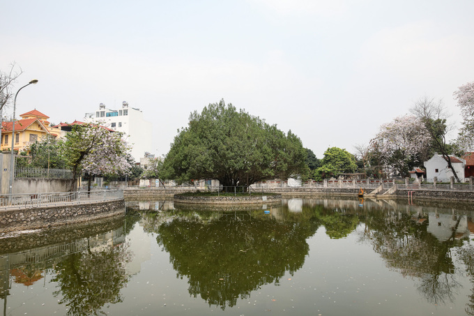 Khung cảnh ao làng Phú Thượng nằm ngay sát chùa Bà Già vào mùa xuân.