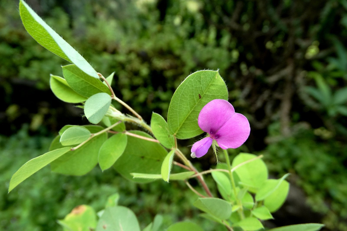 Cây ra chùm hoa đơn, có hoa màu tím hồng