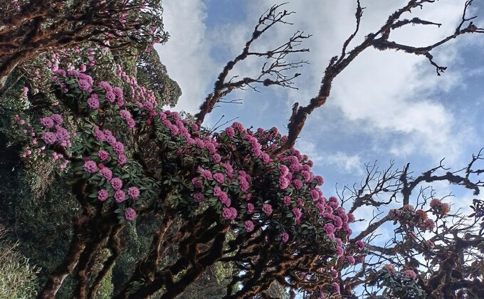 Chiêm ngưỡng vẻ đẹp của hoa đỗ quyên trên đỉnh Pu Ta Leng
