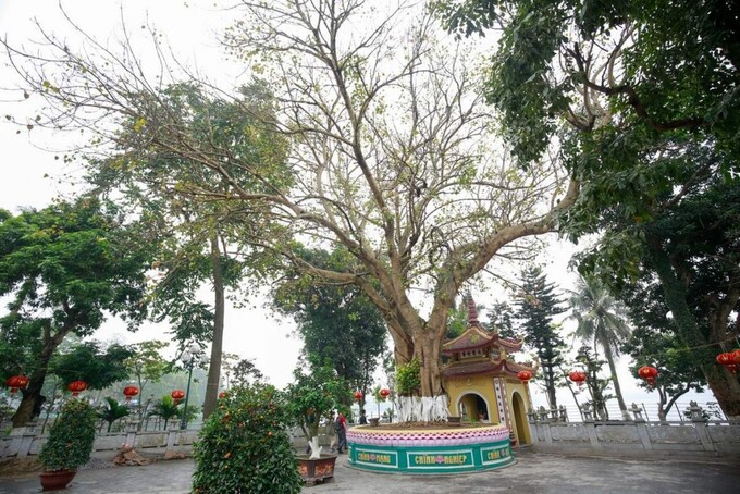 Cây bồ đề được chính tay Chủ tịch Hồ Chí Minh và ông Rajendra Prasad, Tổng thống đầu tiên của Ấn Độ, trồng vào năm 1959
