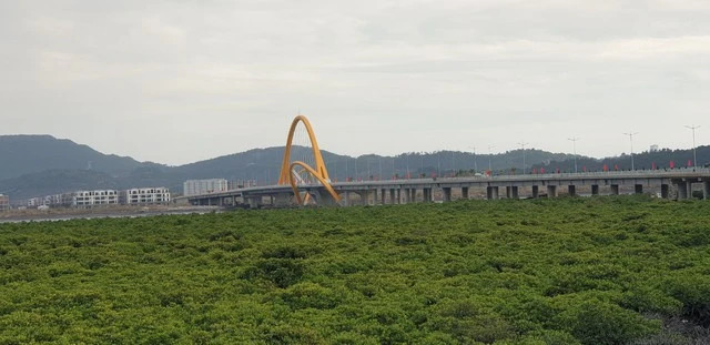 Hệ sinh thái rừng ngập mặn xung quanh cầu Bình Minh. Ảnh: Báo Thanh Niên