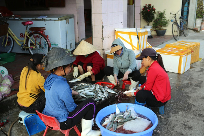 Người dân sinh sống chủ yếu bằng nghề đánh bắt, chế biến hải sản và dịch vụ hậu cần nghề cá. Ảnh: Báo Pháp Luật TP HCM