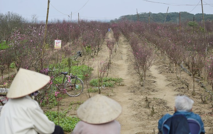 Vườn đào Nhật Tân lên chậu sẵn sàng đón Tết  Tuốt lá, cắt tỉa, uốn thế, lên chậu… là những công đoạn cuối cùng được các nhà vườn tại làng đào Nhật Tân (Tây Hồ, Hà Nội) hối hả chuẩn bị, sẵn sàng cung ứng ra thị trường. Những cây đào với thế độc đáo như dáng huyền, hoành, trực, xiên được các nhà vườn đưa lên chậu, thu hút khách hàng tới trực tiếp tại vườn.  Đổi mới hơn mọi năm, nhiều nhà vườn tại Nhật Tân sáng tạo ra nhiều sản phẩm đào chơi Tết với nhiều kích cỡ, giá cả đáp ứng mọi nhu cầu của khách hàng trong dịp Tết năm nay. Chậu trồng đào cũng được nhà vườn lựa chọn nhiều mẫu như chậu đất, chum, xi măng với nhiều hoa văn độc đáo.  Thời điểm này, những vườn đào ở phường Nhật Tân (Tây Hồ, Hà Nội) đã có thương lái đến “đánh hàng” đi các tỉnh và người dân Thủ đô đến chọn đặt trước đào. Theo anh Nguyễn Văn hải, chủ một vườn đào tại Nhật Tân (Tây Hồ, Hà Nội) cho biết: “Thời điểm này tôi đã có các đơn đặt hàng đi các tỉnh, thậm chí là Nam tiến. Khách đến hỏi mua đào sớm cũng có nhưng tôi chưa muốn bán sớm vì đúng dịp thì được giá hơn“.  Càng gần Tết Nguyên đán Giáp Thìn 2024, các nhà vườn tại làng đào Nhật Tân lại càng tất bật, hối hả, chăm chút cho vụ thu hoạch lớn nhất của năm. Năm nay, kinh tế dần được phục hồi, người trồng đào kỳ vọng một năm vừa được mùa vừa được giá.