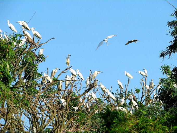 Đảo Cò Chi Lăng Nam