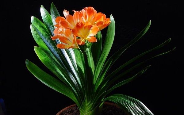 Lan quân tử cũng là cây cảnh phong thuỷ mang đến may mắn cho sự nghiệp của gia chủ