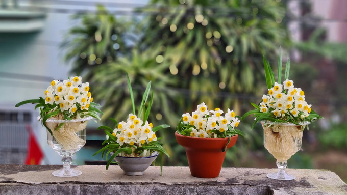 Hương hoa thủy tiên thơm ngát dịu nhẹ nên được nhiều người ưa chuộng