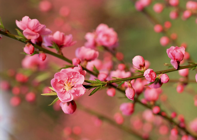 Ở miền Bắc, thấy hoa đào là thấy Tết