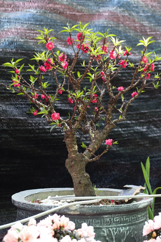 Đào thất thốn mini