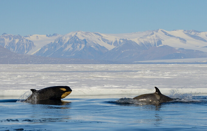 Các loài động vật trong khu bảo tồn Ross Sea Marine