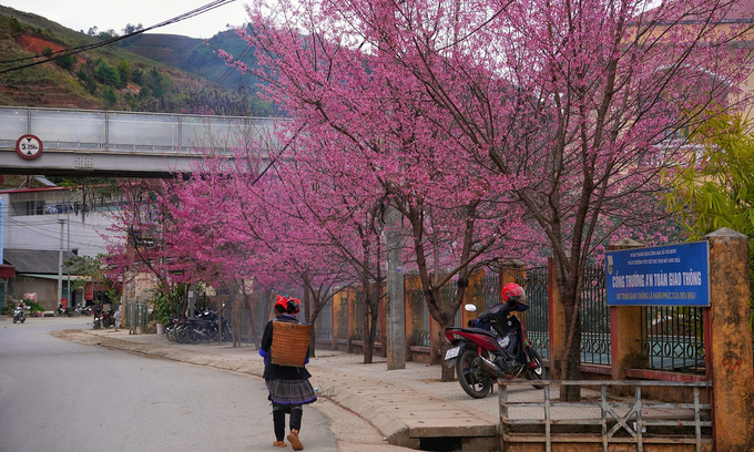 Không chỉ làm đẹp cho bản làng, những năm gần đây tớ dày còn mang lại nguồn thu nhập mới cho bà con mỗi độ xuân về