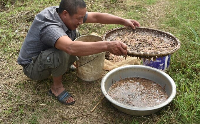 Rươi được xác định là con đặc sản cho thu nhập cao tại xã Hồng Quỳnh