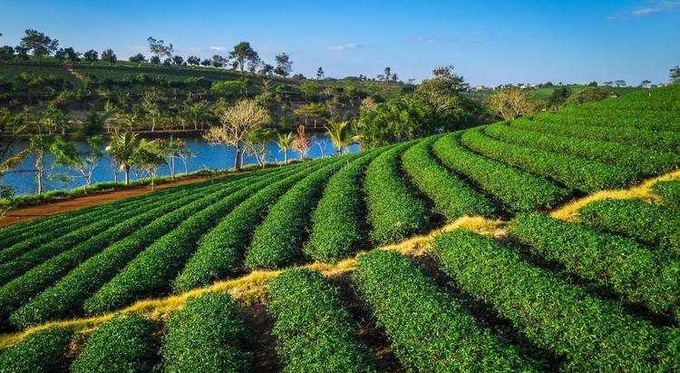 Vẻ đẹp xanh mướt của đồi chè Tâm Châu