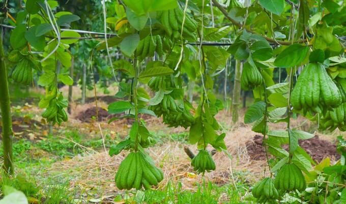 Mặc dù thu hoạch và bán rải rác vào các dịp Rằm, mồng Một hàng tháng nhưng “mùa gặt hái” của người trồng Phật thủ tập trung vào dịp cuối năm để phục vụ nhu cầu Tết Nguyên đán. Những năm qua, Phật thủ từ Đắc Sở đã có mặt khắp các vùng miền đất nước