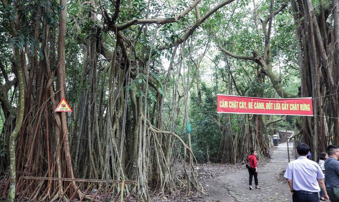 Quần thể cây đa búp đỏ góp phần tạo ra không gian hoang sơ nhưng mang nhiều giá trị tại đảo