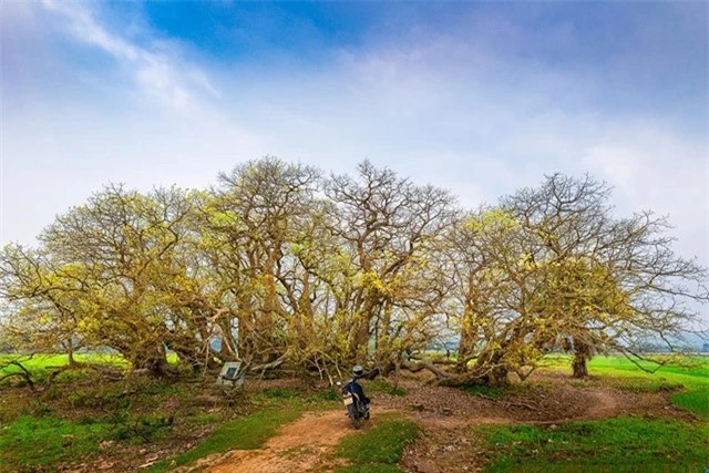 Những cây lộc vừng như ôm trọn, chở che cho ngôi mộ cổ
