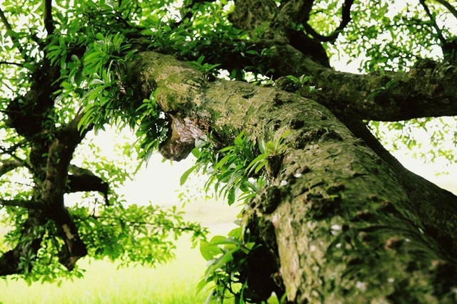 Được biết, một số đoàn khảo cổ học về khảo sát nơi đây cũng xác định ngôi mộ và quần thể lộc vừng có từ hàng nghìn đời nay