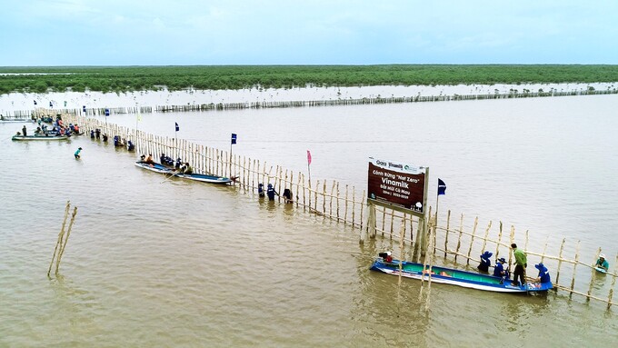 Đoàn lãnh đạo và nhân viên Vinamilk tham gia khoanh nuôi xúc tiến tái sinh 25ha rừng ngập mặn tại Cà Mau hồi tháng 8/2023.